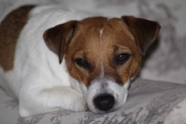IMG 4849